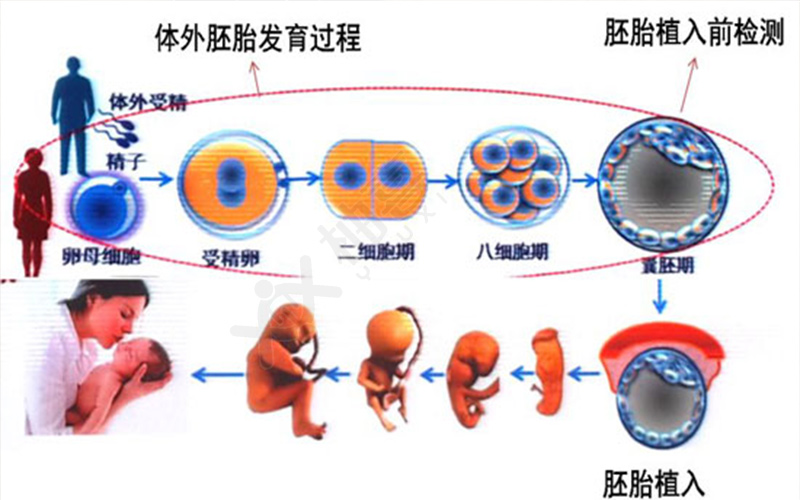 辽宁盘锦哪家医院做借卵试管婴儿最好？