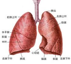 卵子质量差能做借卵试管婴儿吗