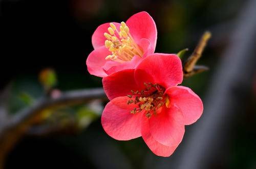 子宫内膜异位症在借精供卵前真的需要手术吗？