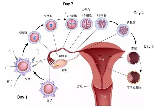 沈阳哪个医院做借卵试管婴儿技术好