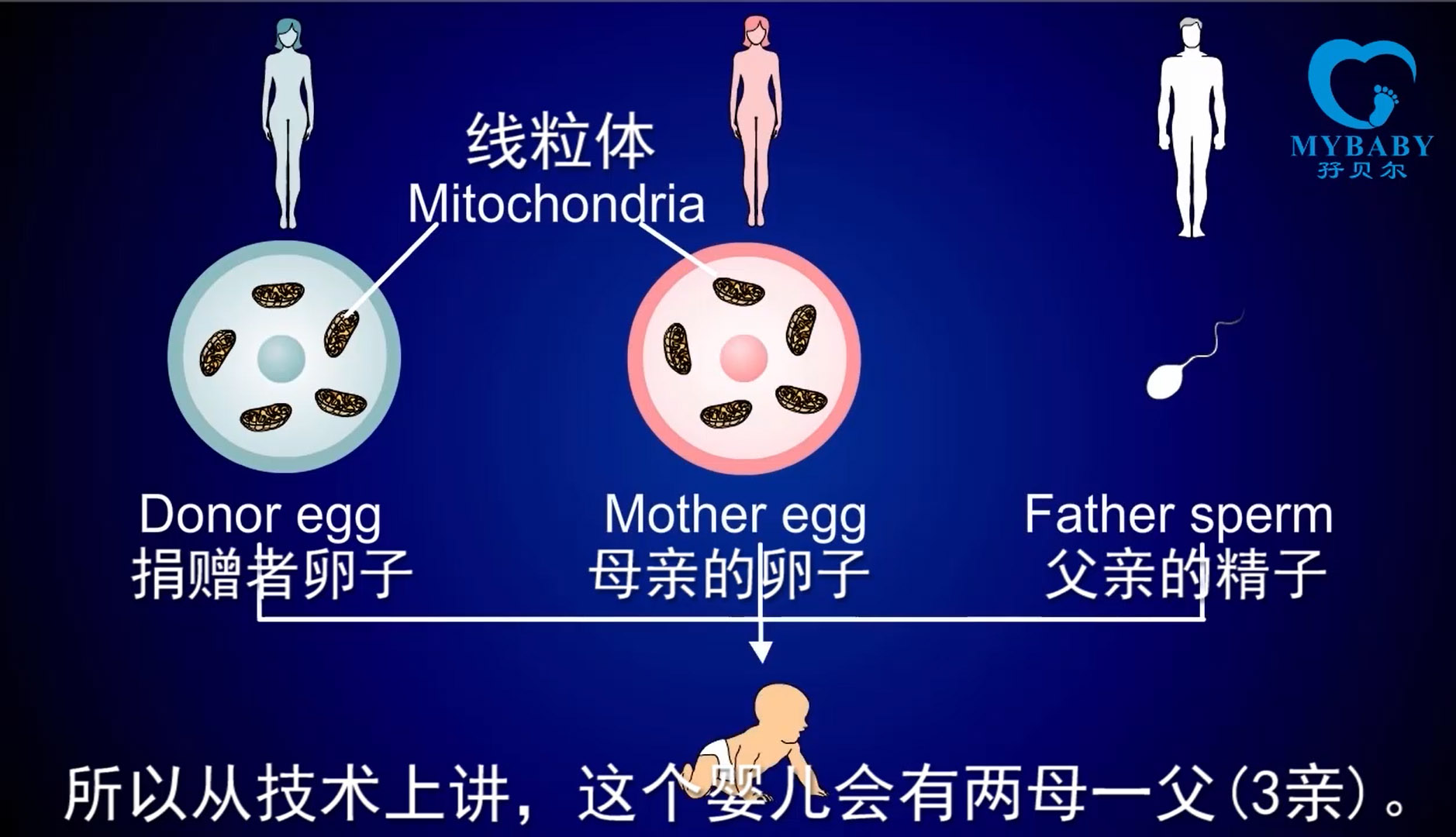 安医做赠卵试管婴儿哪个试管医生好