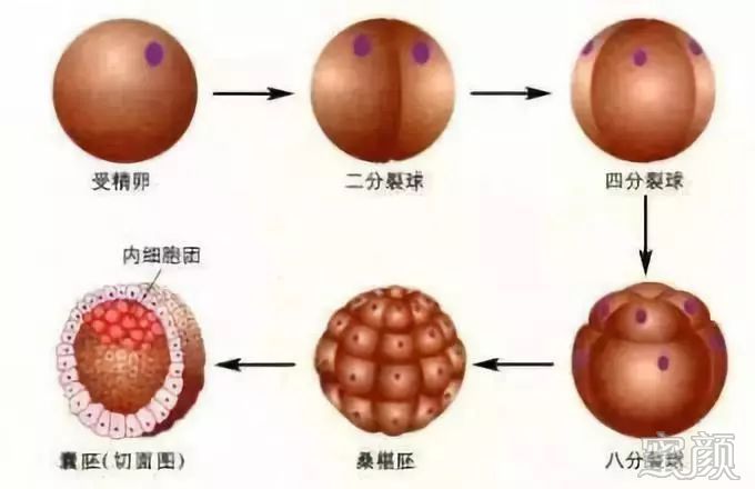 2024辽宁试管技术最好的医院排名中占前三是哪些