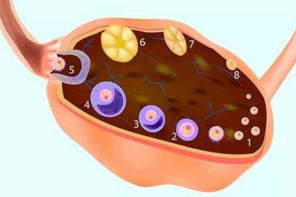 可以主动受孕给三代试管生子医院吗代怀生子机构包性别可以报销吗